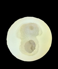 “Yorkie” Silicone Mold For Resin Version #3