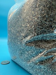 5 lb Brass Shavings MATTE FINISH – Shavings Art, Casting, Crafts & Resin